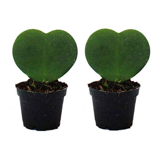 Exotenherz - Set mit 2 Pflanzen Hoya kerii - Herzblatt-Pflanze, Herzpflanze oder Kleiner Liebling - im 6cm Topf von exotenherz