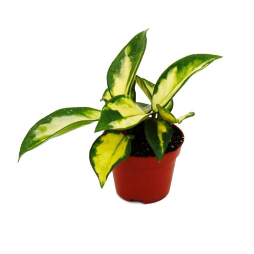 Mini-Pflanze - Hoya carnosa tricolor - Porzellanblume - Ideal für kleine Schalen und Gläser - Baby-Plant im 5,5cm Topf von exotenherz