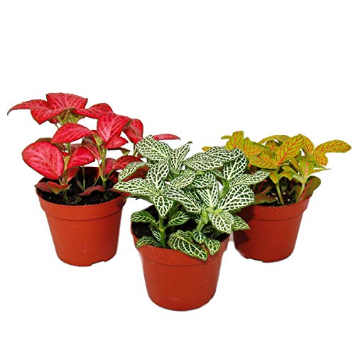 Exotenherz - Set mit 3 verschiedenfarbige Fittonia -Pflanze, Silbernetzblatt, Mosaikpflanze, 9cm Topf von exotenherz