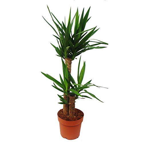 Exotenherz - Yucca Palme - Palmlilie - 2 runde Stämme - ca. 80cm hoch von exotenherz