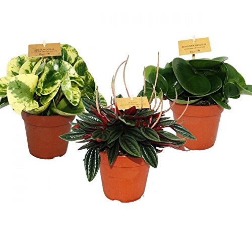Exotenherz - Zwergpfeffer-3er Set, Peperomia, Eden-Mix, 3 Pflanzen im 12cm Topf von exotenherz