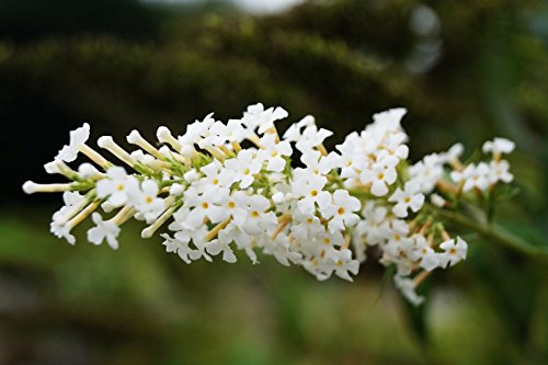 Sommerflieder Schmetterlingsflieder weiße Blüte Buddleja davidii White Profusion Containerware 40-60 cm hoch von floranza.de