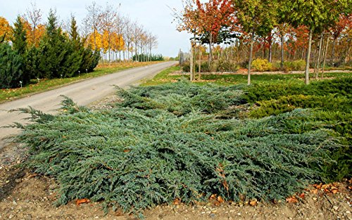 Blauer Kriechwacholder Bodenwacholder Juniperus squamata Blue carpet Containerware 20-30 cm von floranza.de