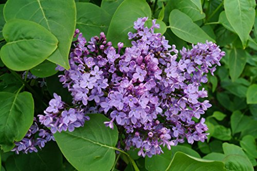 Gemeiner Flieder Wildflieder Syringa Vulgaris violette Blüte 40-60 cm hoch von floranza.de