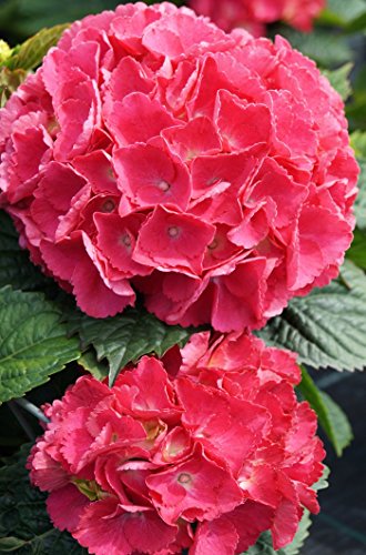 Hortensie Bauernhortensie Red Baron Hydrangea macrophylla Red Baron Containerware 30-40 cm von floranza.de
