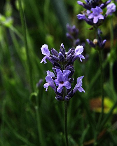 Lavendel Dwarf Blue Lavandula angustifolia Dwarf Blue Topfware 5 Stück von floranza.de