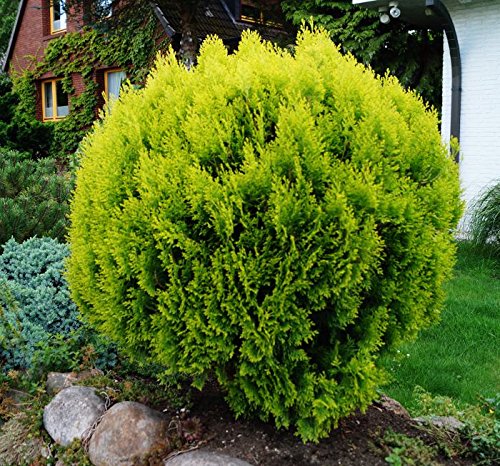 Lebensbaum Zwergiger Kugel-Lebensbaum Thuja occidentalis Danica Containerware 20-25 cm von floranza.de