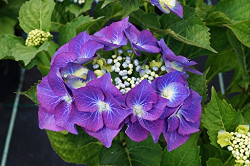 Hortensie blaue Blüte Bauernhortensie Blaumeise Hydrangea macrophylla Blaumeise Containerware 30-40 cm hoch von floranza.de