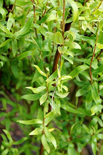 Weide Korkenzieherweide Salix matsudana Tortuosa Containerware 60-100 cm von floranza.de
