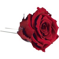 Flowerbox Christbaumschmuck-Rosen, 6-Stück, rot von Flowerbox