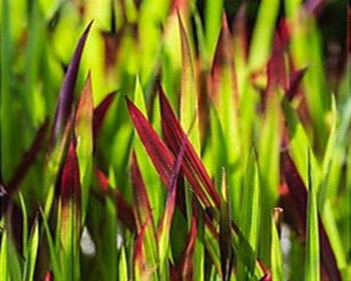 12 Japanisches Blutgras Red Baron Imperata cylindrica var. T9x9 Pflanzware Gräser x von gartenbau-service