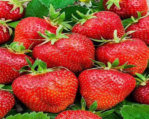 Erdbeerpflanzen 10Stück Fragaria Mieze Schindler® Pflanzen im 10er Tray Erdbeeren von gartenbau-service