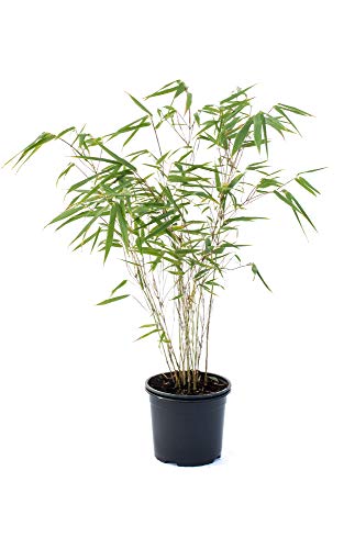 Bambus Fargesia rufa winterhart, horstig und schnell-wachsend, ideal als Sichtschutz 40-60 cm hoch von greenone