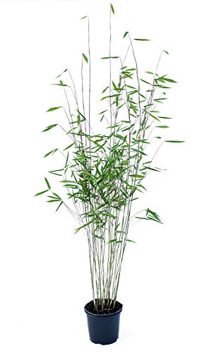 Schwarzer Bambus - Fargesia nitida Black Pearl - keine Wurzelausläufer - schnell wachsend - winterhart (80/100 cm hoch) von greenone