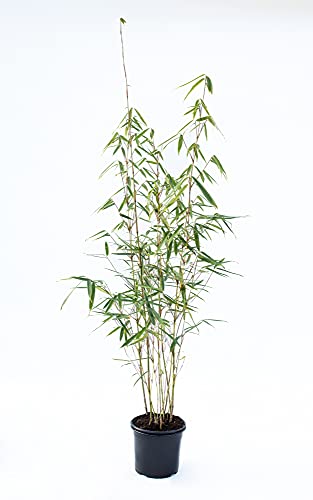 Zebrabambus - Fargesia robusta Campbell - keine Wurzelausläufer - schnell wachsend - winterhart (80/100 cm hoch) von greenone