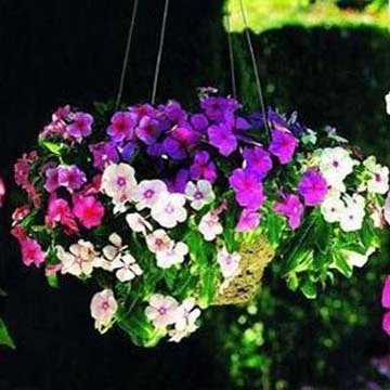 100 Singrün Samen, Mix Farbe Vinca (Catharanthus roseus), eine perfekte Bankabdeckung hinter deinem Haus, immergrün