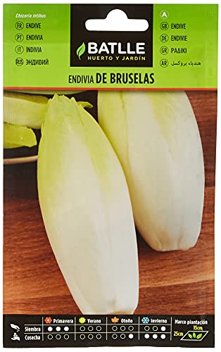 Batlle Gemüsesamen - Chicoree Sorte Brüssel (Samen) von Semillas Batlle