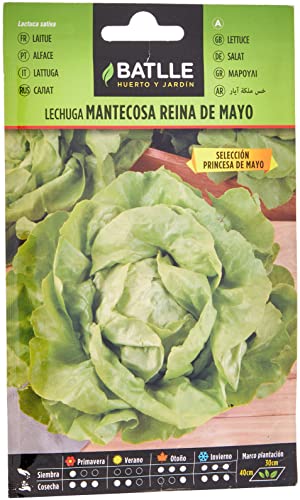 Batlle Gemüsesamen - Kopfsalat Mai Königin Princesa (5600 Samen) von Semillas Batlle