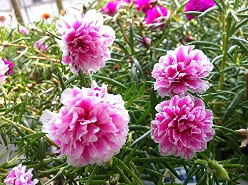 Moss Rose (Portulak) - Pink- 200 Samen