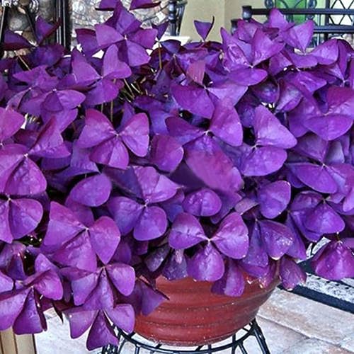 10 Stück Kleeblatt-Triangularis-Zwiebeln, einfach zu pflanzende Blattblumensamen für die Gartenbepflanzung Lila Oxalis-Zwiebeln von lamphle