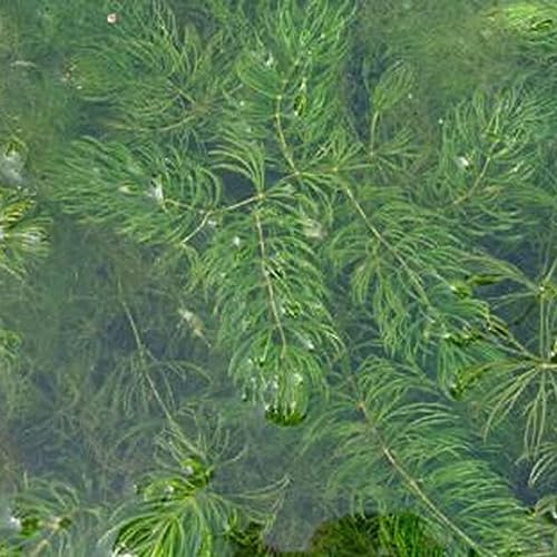 100 Stück Ceratophyllum Demersum Samen Pflanze Wassertank Aquarium Dekor für Gartenbepflanzung Ceratophyllum Demersum-Samen von lamphle