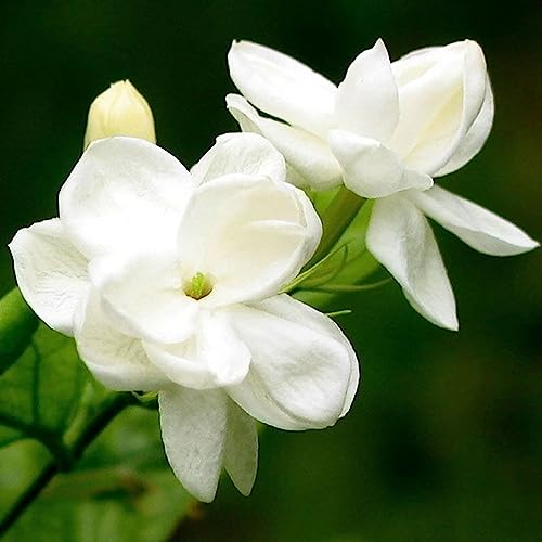 100 Teile/beutel Jasmin Samen Duftenden Landschaftsbau Dekor Weiße Blüte Aromatische Blume Sämlinge Blume Obst Baum Gemüse Samen Arabische Jasminsamen von lamphle