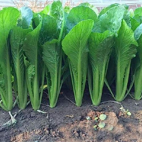 1000 Stücke Chinakohl Pak Choi Bok Choy Essbare Gemüsegarten Bauernhof Pflanze Blume Obstbaum Gemüsesamen Pak-Choi-Samen 1000 Stück von lamphle