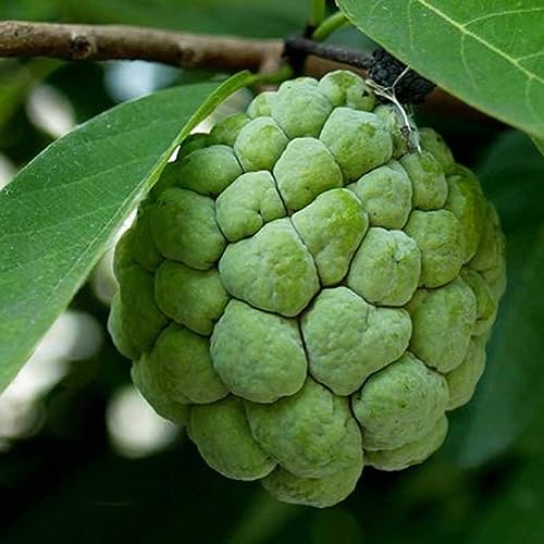 20 Stück grüne Soursop-Samen Annona Muricata-Samen Tropische Obstgartenpflanzensamen für die Gartenbepflanzung von lamphle