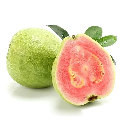 30 Stücke Psidium Guajava Guave Samen Süße Köstliche Fruchtgarten Bonsai Baum Pflanze Blume Obstbaum Gemüsesamen Psidium Guajava-Samen von lamphle