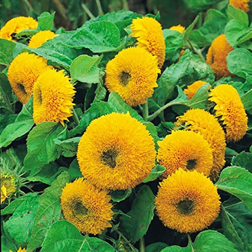 30 Stücke Teddybär Sonnenblumenkerne Dekorative Halbschatten Volle Sonne Jährliche Samen für Hof Gelb von lamphle