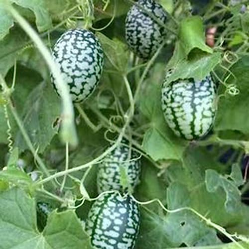 Cucamelon-Samen, 50 Stück/Beutel, Cucamelon-Samen, klein, kreativ, speziell, Mini-Wassermelone, Cucamelon-Samen, Blume, Obstbaum, Gemüsesamen Cucamelon-Samen von lamphle