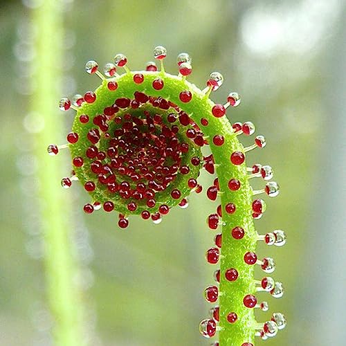 Drosophyllum Lusitanicum-Samen, 50 Stück/Beutel Drosophyllum Lusitanicum-Samen, trockener Boden, fantastisches Grün voller Vitalität, fleischfressende Pflanzensamen für den Außenbereich Samen von lamphle