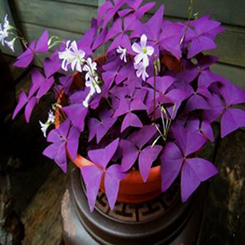 lamphle 200 Stück Pflanzensamen verklumpen lebendige natürliche lila Oxalis-Samen Gartenbedarf Violett von lamphle