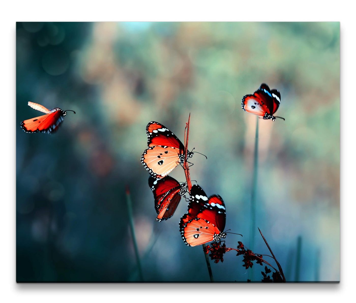 möbel-direkt.de Leinwandbild Bilder XXL Rote Schmetterlinge Wandbild auf Leinwand von möbel-direkt.de