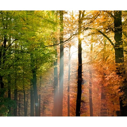 murando Fototapete selbstklebend Wald 245x175 cm Tapete Wandtapete Klebefolie Dekorfolie Tapetenfolie Wand Dekoration Wandaufkleber Wohnzimmer Bäume grün orange Natur Landschaft von murando