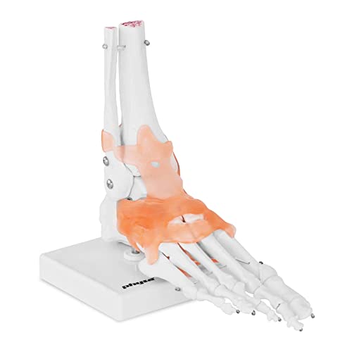 Physa Fußskelett Modell mit Bändern und Gelenken PHY-FM-1 (Modell in Lebensgröße (1:1), hochdetailliertes 3D-Modell, Kunststoff, mit Standbasis) von physa wellness & lifestyle
