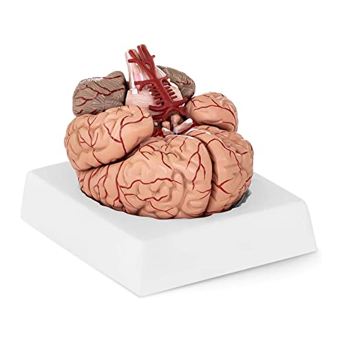 Physa Gehirn Modell Anatomie PHY-BM-1 (realistisches Modell Maßstab 1:1, 9 einzelne Gehirnsegmente, inkl. Sockel) von physa wellness & lifestyle