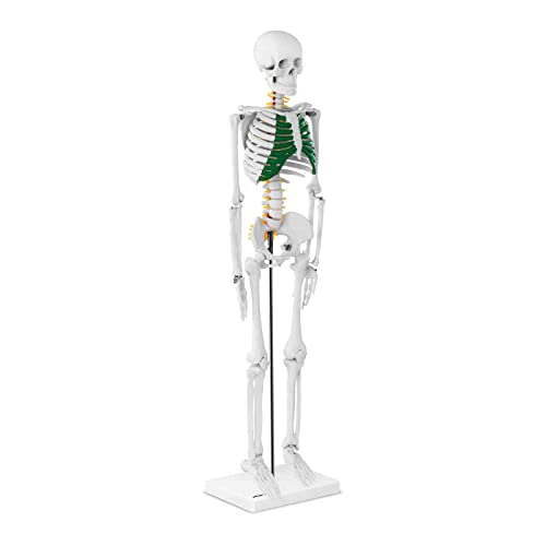 Physa Mini Skelett Anatomie Modell PHY-SK-5 (PVC, Höhe: 85 cm, 3-teiliger Schädel, Standfuß, Knorpel grün koloriert) von physa wellness & lifestyle