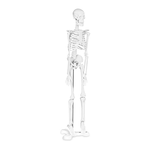 Physa Mini Skelett Anatomie Modell PHY-SK-6 (Kunststoff, Höhe: 45 cm, Maßstab: 1:4, Standfuß) von physa wellness & lifestyle