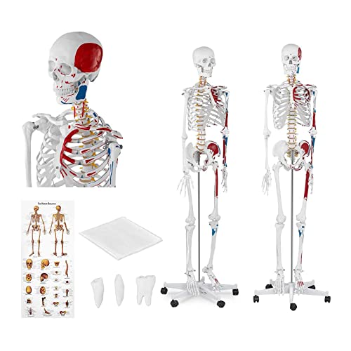 Physa Skelett Anatomie Lebensgroß Modell PHY-SK-2 (Kunststoff, Edelstahl, Maßstab: 1:1 (180 cm), inkl. Poster, Schutzhülle u.w.) von physa wellness & lifestyle
