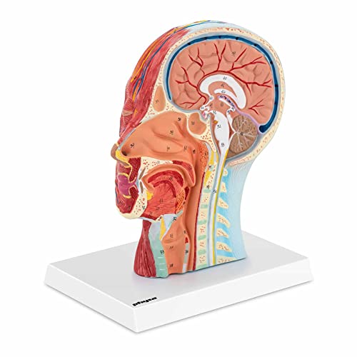 physa PHY-HM-4 Anatomie Schädel Kopfmodell auf Stativ Medianschnitt Halbes Kopf-Modell von physa wellness & lifestyle