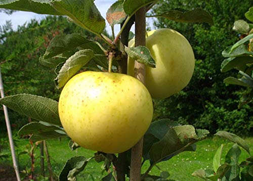 Apfelbaum groß alte Sorte Obst Baum Weißer Klarapfel Baum Busch - in Premium Baumschul Qualität, 120-150 cm, Wuchshöhe bis 400 cm, perfekt für Apfelmus geeignet von pille baumschulen