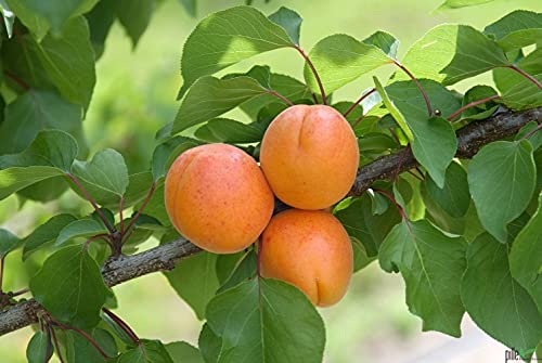 Aprikosenbaum winterhart Harcot Marille Buschform 100-150 cm | Stammhöhe ca 40-60 cm | Prunus armeniaca Harcot von pille baumschulen
