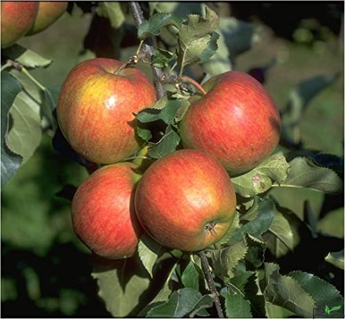 Balkonobst Apfel Jonagold Kleinobst Terrassenobst Apfelbaum 80-120 cm Lieferhöhe | endgültige Höhe bis max 300 cm | malus domestica 'Jonagold' | Befruchter Cox Orange und Golden Delicious von pille baumschulen