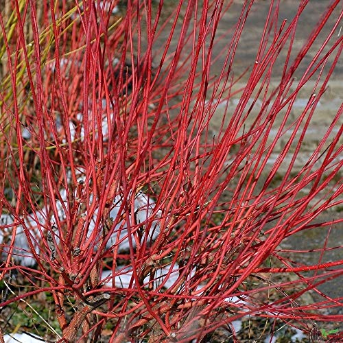 Cornus alba Sibirica Rotholz Hartriegel rote Rinde Herbstfärbung verschiedene Größen (40-60 cm) von pille baumschulen