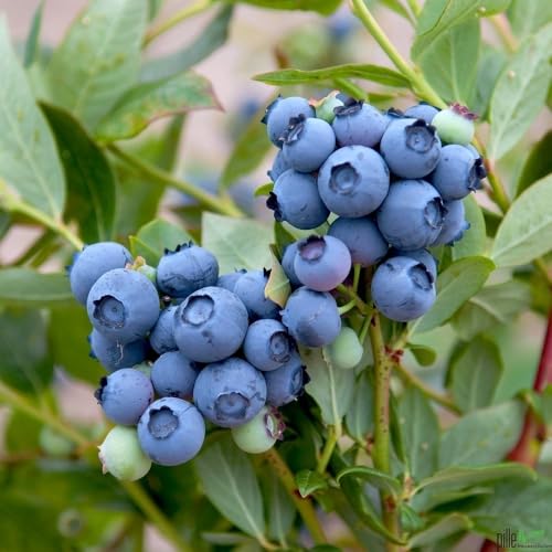 Heidelbeere Blaubeere reichtragend aromatisch winterhart 40-60 cm von pille baumschulen