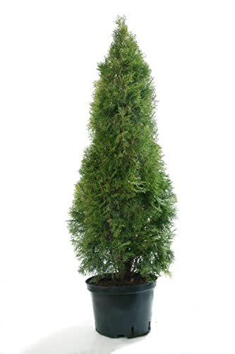 Thuja Smaragd Lebensbäume Heckenpflanzen immergrün Lebensbaum 100-125 cm von pille baumschulen