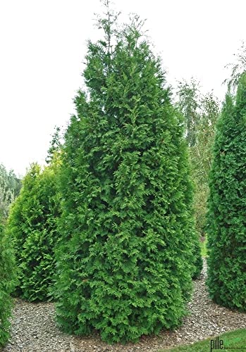 Thuja occidentalis Brabant Lebensbaum Koniferen 60-80 cm Heckenpflanzen beste Qualität von pille baumschulen