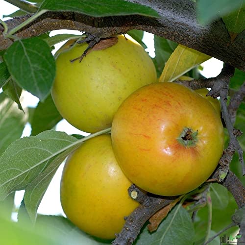 Balkonobst Apfel Goldparmäne Kleinobst Terrassenobst Apfelbaum 80-120 cm Lieferhöhe | malus domestica 'Goldparmäne' | Befruchter Cox Orange, Golden Delicious und Klarapfel von pille baumschulen