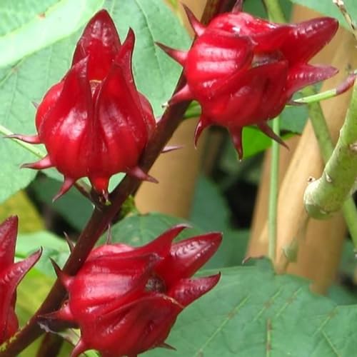 50 Stück rote Roselle-Samen, Pflanzsamen, hohe Keimung, verschönernde, wetterbeständige Topfgarten-Hibiskus-Sabdariffa-Samen für Parterre Rot von pofluany